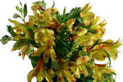 IKEBANA (fosta florarie din GOLD PLAZA - acum Victoriei  vizavi de Electrica) > livrari flori, Baia Mare, MM, m525_3.jpg