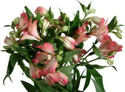IKEBANA (fosta florarie din GOLD PLAZA - acum Victoriei  vizavi de Electrica) > livrari flori, Baia Mare, MM, m525_4.jpg