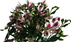 IKEBANA (fosta florarie din GOLD PLAZA - acum Victoriei  vizavi de Electrica) > livrari flori, Baia Mare, MM, m525_5.jpg