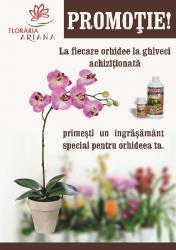 FLORARIA ARIANA > florarie in incinta GOLD PLAZA, Baia Mare, MM, m2015_8.jpg