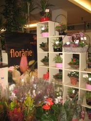 FLORARIA ARIANA > florarie in incinta GOLD PLAZA, Baia Mare, MM, m2015_9.jpg